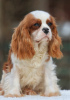 Photos supplémentaires: Chiot Épagneul Cavalier King Charles