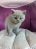 Photo №1. british shorthair - à vendre en ville de Людвигсхафен | 350€ | Annonce № 108611