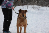 Photo №2 de l'annonce № 79913 de la vente chien bâtard - acheter à Fédération de Russie annonce privée