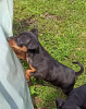 Photo №3. Chiot pinscher nain du chenil Monopoly. Ukraine