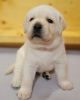 Photo №3. Superbes chiots Labrador. Allemagne