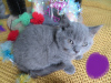Photos supplémentaires: Superbes chatons Scottish Fold & Straight!