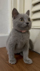 Photo №4. Je vais vendre british shorthair en ville de Valmadonna. éleveur - prix - Gratuit