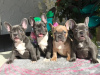 Photo №1. bouledogue - à vendre en ville de Kollnburg | négocié | Annonce №10072