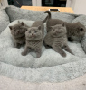 Photo №2 de l'annonce № 122101 de la vente british shorthair - acheter à USA annonce privée