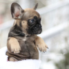 Photos supplémentaires: Incroyable couleur rare bouledogue français Merle chiot mâle et femelle