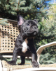 Photo №1. bouledogue - à vendre en ville de Düsseldorf | 360€ | Annonce №127370