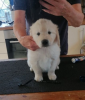 Photo №3. AKC 5 Generation Pedigree Chiots Golden Retriever * GARÇONS ET FILLES UNIQUEMENT. USA