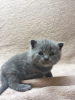 Photo №2 de l'annonce № 123356 de la vente british shorthair - acheter à Allemagne annonce privée, éleveur