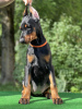 Photos supplémentaires: Chiots Dobermann