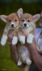 Photos supplémentaires: Chiots Welsh Corgi Pembroke