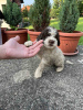 Photo №4. Je vais vendre chien d'eau romagnol en ville de Smederevo. annonce privée - prix - négocié