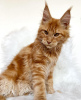 Photo №4. Je vais vendre maine coon en ville de Colorado Springs. éleveur - prix - 284€