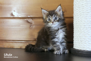 Photo №4. Je vais vendre maine coon en ville de Minsk. de la fourrière - prix - 288€