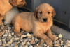 Photo №3. Chiots Golden Retriever à vendre. Allemagne