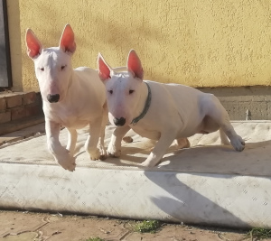 Photo №1. bull terrier - à vendre en ville de Krasnodar | 497€ | Annonce №6221