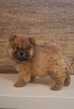 Photos supplémentaires: Chiots Chow-Chow