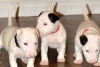 Photo №1. bull terrier - à vendre en ville de Prague | 284€ | Annonce №111203