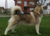 Photos supplémentaires: Chiots Malamute d'Alaska