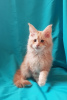 Photo №2 de l'annonce № 8545 de la vente maine coon - acheter à Ukraine de la fourrière