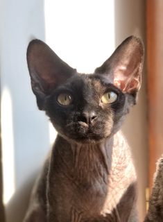 Photo №1. devon rex - à vendre en ville de Kharkov | 350€ | Annonce № 5718