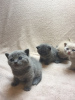 Photo №4. Je vais vendre british shorthair en ville de Bamberg. annonce privée, éleveur - prix - 350€