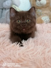 Photo №4. Je vais vendre british shorthair en ville de Lioubertsy. de la fourrière - prix - 398€