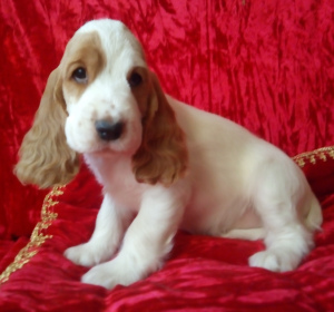 Photo №1. cocker spaniel anglais - à vendre en ville de Chelyabinsk | 313€ | Annonce №6512