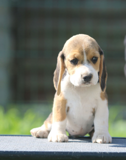 Photo №4. Je vais vendre beagle en ville de Minsk. de la fourrière - prix - 638€