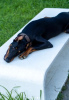 Photo №3. chiot dobermann. Georgia