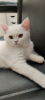 Photo №1. british shorthair - à vendre en ville de Portland | 962€ | Annonce № 24037