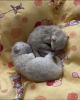 Photo №4. Je vais vendre british shorthair en ville de Франкфурт-на-Майне. annonce privée - prix - 250€