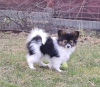 Photos supplémentaires: Chiots Papillon du chenil !