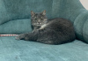 Photos supplémentaires: Adorable chat Vasily en cadeau