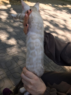 Photo №2 de l'annonce № 7156 de la vente bengal - acheter à Fédération de Russie de la fourrière