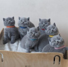 Photo №1. british shorthair - à vendre en ville de Аугсбург | 350€ | Annonce № 108590