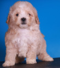 Photos supplémentaires: Chiots Maltipoo F1