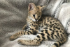 Photo №3. F1 geregistreerde Savannah-chatons te koop. Pays Bas