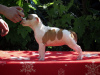 Photos supplémentaires: American Staffordshire Terrier, chiots