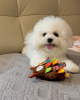 Photo №1. bichon à poil frisé - à vendre en ville de Gothenburg | Gratuit | Annonce №94611