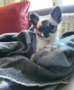 Photo №3. CHIHUAHUA CHIOT. Allemagne