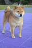 Photos supplémentaires: Chiots Shiba Inu