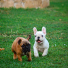 Photos supplémentaires: Chiots bouledogue français à vendre