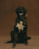 Photo №2 de l'annonce № 90682 de la vente chien bâtard - acheter à Fédération de Russie de l'abri