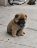 Photo №4. Je vais vendre chow-chow en ville de Belgrade.  - prix - 250€