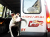 Photo №1. Services de livraison et de transportation des chats et des chiens en ville de Minsk. Annonce № 9412