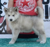 Photo №4. Je vais vendre malamute de l'alaska en ville de Uzdin.  - prix - négocié