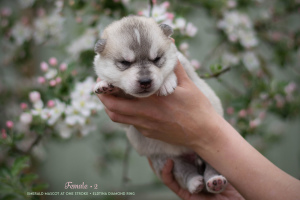 Photo №3. Chiots husky sibérien de parents généalogiques. Fédération de Russie