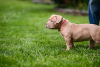 Photo №1. american bully - à vendre en ville de Sarajevo | négocié | Annonce №105668