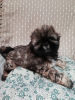 Photo №4. Je vais vendre shih tzu en ville de Daugavpils.  - prix - 300€